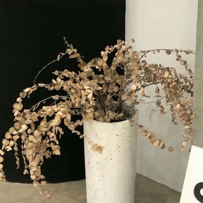 兽设幻想物种设计Furry群